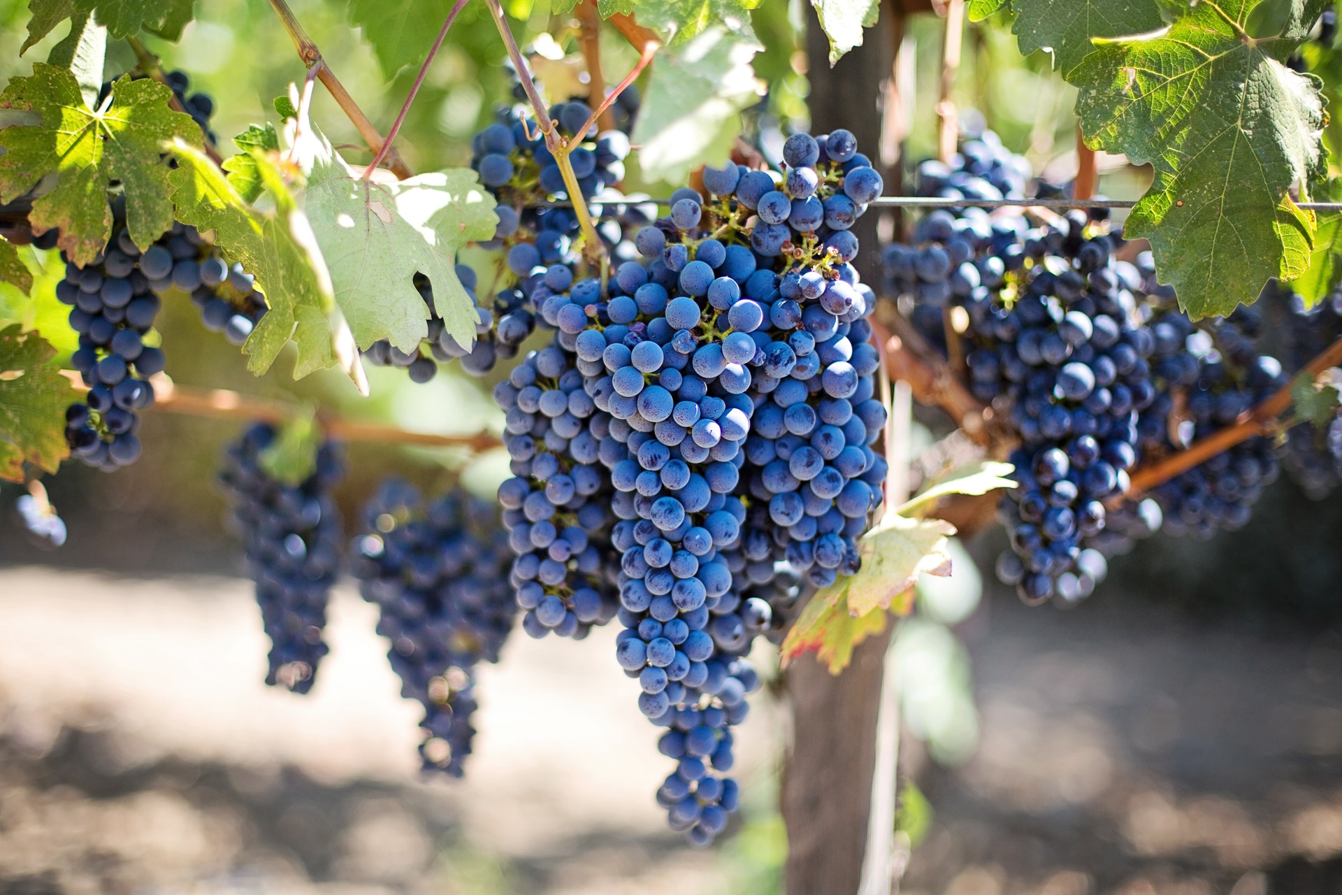 purple-grapes-vineyard-napa-valley-napa-vineyard-45209.jpeg